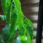 Castanospermum australe Лист