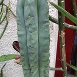 Trichocereus macrogonus Leaf