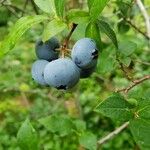 Vaccinium corymbosum Плід