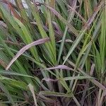 Cymbopogon nardus Blad