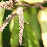 Acalypha integrifolia 花