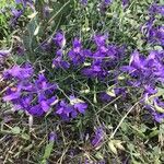 Consolida regalis Flower