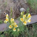 Linaria vulgarisŽiedas