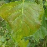 Populus deltoides Blad