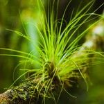 Tillandsia punctulata Hoja
