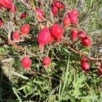 Rosa villosa Fruit