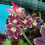 Pelargonium inquinans Blad