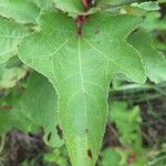 Clappertonia ficifolia Blatt