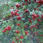 Crataegus azarolus Blatt