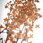 Elvasia macrostipularis Altul/Alta