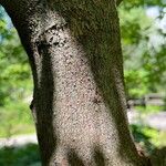 Acer maximowiczianum Bark