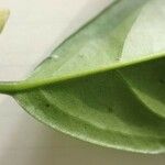 Diospyros bipindensis Hoja