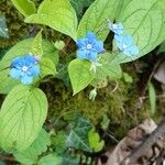 Omphalodes verna Кветка