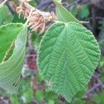 Grewia villosa Leaf