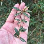 Berberis pruinosa Лист