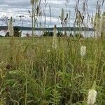 Sanguisorba canadensis Elinympäristö