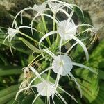 Hymenocallis littoralisKukka