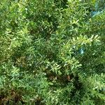 Salix atrocinerea برگ