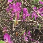 Rhododendron canadense Flower