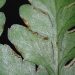 Pteris repens Liść