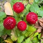 Potentilla indicaFruit