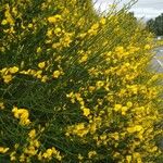 Cytisus scopariusBlodyn