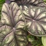 Alocasia baginda Лист