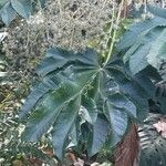 Tetrapanax papyrifer 叶