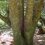 Phyllanthus acidus Bark