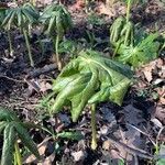 Podophyllum peltatum Fulla