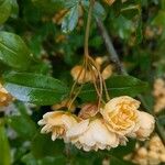 Rosa banksiae Flor