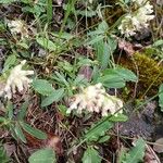 Trifolium pallescens Blomma