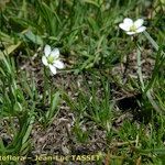 Sagina glabra Otro