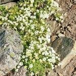Saxifraga muscoides Fula