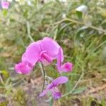 Lathyrus odoratus花