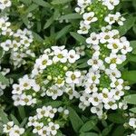 Lobularia maritima Flors