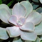 Echeveria gibbiflora Leaf