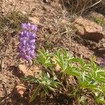 Lupinus hillii Flower