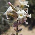 Dithyrea californica Květ