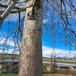 Populus tremula Schors