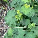 Alchemilla mollis Φύλλο