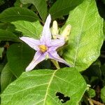 Solanum paludosum Λουλούδι