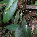Acianthera aberrans ശീലം