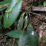 Acianthera aberrans Habitus