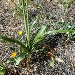 Allium roseum Blad