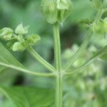 Ocimum campechianum Fruit