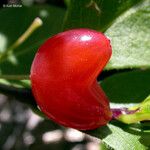 Lonicera conjugialis Frukt