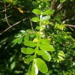 Weinmannia tinctoria Leaf