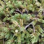 Juniperus communis Fuelha