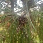 Pinus patula Gyümölcs